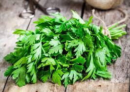 Growing in clumps of lacy foliage about 12 inches. How To Grow Parsley