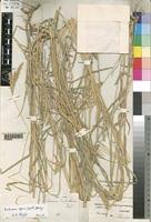 Image result for Ischaemum afrum