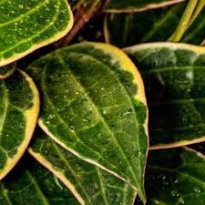 Image result for Ozoroa macrophylla