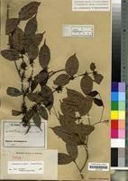 Image result for Landolphia robustior