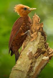Birds Of A Feather Odyssey Chestnut Colored Woodpecker Photo By Chris Jimenez Woodpecker Nature Birds Beautiful Birds