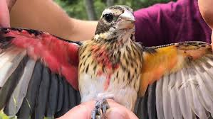 Remind the children that birds, insects, and other creeping things are an important part of our earth. This Rare Bird Is Male On One Side And Female On The Other Science News