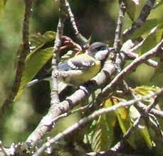 青背山雀台灣特有種 wild birds birds animals