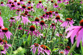 Deadheading—the select removal of old flowers and their stems—can help. How To Deadhead Coneflowers Gardener S Path