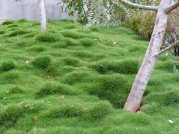 We did not find results for: Firescaping Plants That Help Protect Your Property From Fire Finegardening