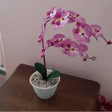 Maybe you would like to learn more about one of these? Beli Bunga Anggrek Hias Plastik Bunga Anggrek Pajangan Hiasan Meja Hiasan Bunga Vas Bunga Angkrek Orchid Seetracker Indonesia