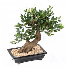 Can the net harness a bunch of volunteers to help bring books in the public domain to life through podcasting? Bonsai Artificiel Tronc Bois Naturel 12 References