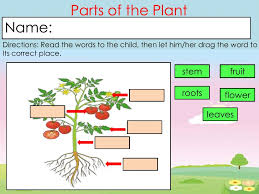 This is an online quiz called label the parts of a plant. Review Parts Of The Plant Worksheet