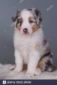 We did not find results for: Australian Shepherd Blue Merle Close Up Of Eye Germany Stock Photo Alamy