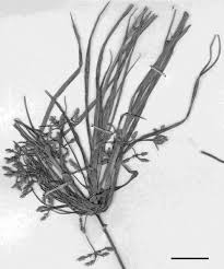 Image result for Ctenium concinnum