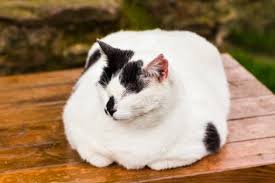 Arguelles recommends consulting your vet to create an individualized plan to help your cat lose weight. How To Help Your Cat Lose Weight My Animals