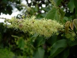 Image result for Croton macrostachyus