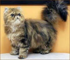 Dalee Chinchilla Oro Gatos Persas Persian Cat Persian Kittens Persian Cats For Sale