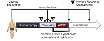 Vaccination schedule for adults 19 or older. A Schematic Of The Vaccination Schedule Used To Treat Mcl Patients In The Phase I Ii Trial Image Eurekalert Science News