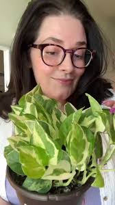 I got a new pothos 🪴 I thinkkkkk it’s a pearls and jade, but either way  isn’t it so cute!? 🥰 , plussize #pothos #houseplantlove