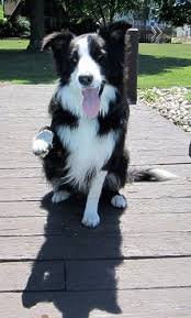 border collie dog breed information and