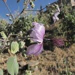 Image result for Abutilon longicuspe