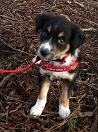 Archer Border Collie Cross Kelpie Border Collie Dogs Smartest Dogs We have fantastic collection of the over 39 best dog name ideas for australian kelpie dog. archer border collie cross kelpie