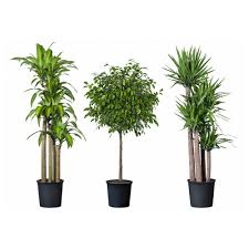 Tropisk Potted Plant Tropical Plant Assorted Species Plants Ikea Ikea Plants Plants Tropical Plants
