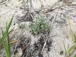 Image result for Vellereophyton dealbatum