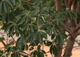 Image result for Schinziophyton rautanenii