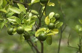 Pokok limau kasturi merupakan sejenis tumbuhan renek yang boleh digolongkan dalam kategori pokok kecil. Potensi Lumayan Tanaman Limau Kasturi Sentiasa Panas