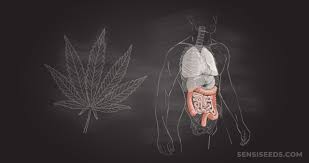 Most of us who smoke weed every day do it because we enjoy being high and we love that deep, potent flavor. How Does Cannabis Affect The Digestive System Sensi Seeds