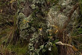 Image result for Rangaeris muscicola