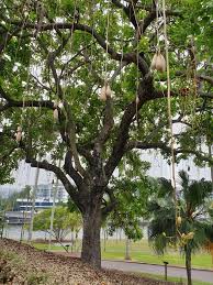 Image result for Kigelia