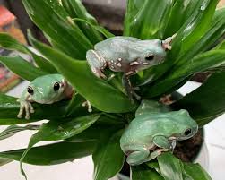 Blue ribbon reptiles, last updated: Medium Snowflake Whites Tree Frogs For Sale