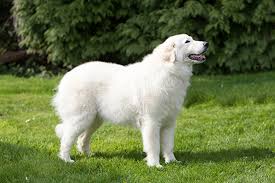 If it gets enough exercise, it will be calm indoors. Maremma Sheepdog Breeds A To Z The Kennel Club