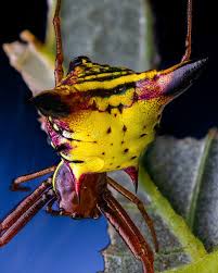 Image result for Fuirena sagittata