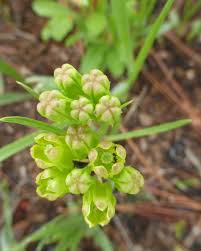 Image result for Asclepias graminifolia
