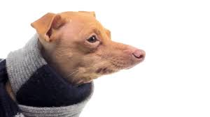 Now he has his own fashion line. One On One With Tuna The Internet Celebrity Dog Youtube