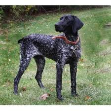 Their noses are brown or black depending on the colour of a dog's coat and they have wide open when it comes to their coat, the german shorthaired pointer boasts having a short, close lying. German Shorthaired Pointer Puppies For Sale Petfinder