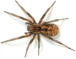 Black And Brown Wolf Spider Wolf Spider Wolf Spider Spider Brown Recluse Spider