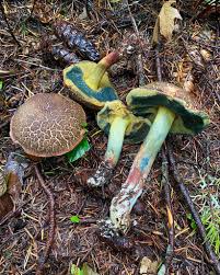 Image result for Xerocomellus diffractus