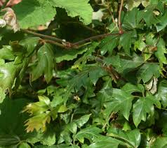 Image result for Rhoicissus rhomboidea