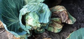Cauliflower is grown much like cabbage, but requires more careful treatment. Brassica Black Rot Guide