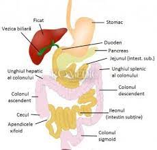 In plus la nivelul lui se sintetizeaza multiple substante pe care le varsa direct in singe. Sistemul Digestiv Schema Human Digestive System Gallbladder Hypothyroidism