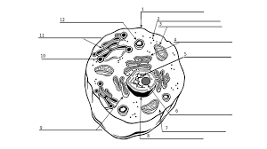 Animal cell coloring key science cells pinterest from animal cell coloring worksheet, source:pinterest.com. Cell The Biology Corner