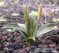 Image result for Ophioglossum polyphyllum