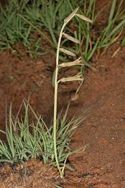 Image result for Dipcadi marlothii