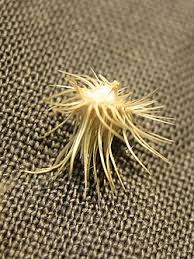 Image result for Cenchrus biflorus