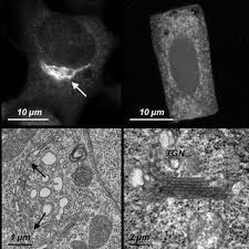 The name is given on the name of the scientist, who discovered the organelle, i.e. Pdf Specific Organization Of Golgi Apparatus In Plant Cells