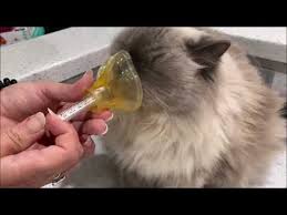 How To Train Your Cat To Accept An Asthma Inhaler Youtube