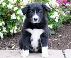 Buying a puppy is already a big responsibility, but border collies are different from other breeds. Puppies For Sale Dogs For Adoption Puppy Adoption Agency
