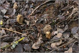 Les Morilles La Bonne Periode Pour Le Ramassage Des Morilles La Jacinthe Des Bois En Fleur La Bonne Periode Pour Cueillir Des Mor Morilles Manger Bio Auvergne