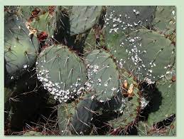 Firstly, there could be more than one reason why the plant is turning yellow. Weird White Stuff Growing On Your Cactus This Is A Good Explanation As To What It Is And How To Get Rid Of It Cactus Care Planting Succulents Plant Life