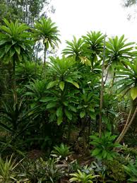 Image result for Lobelia giberroa